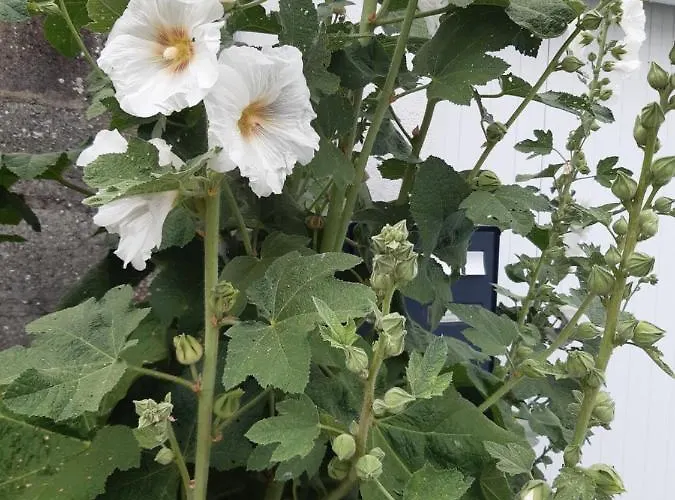 Chez Magalie * Sevremont